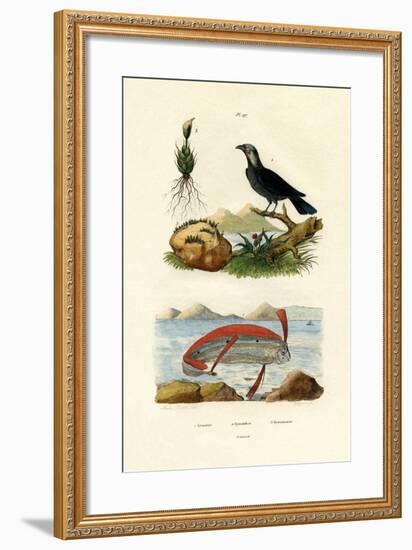 Ribbonfish, 1833-39-null-Framed Giclee Print