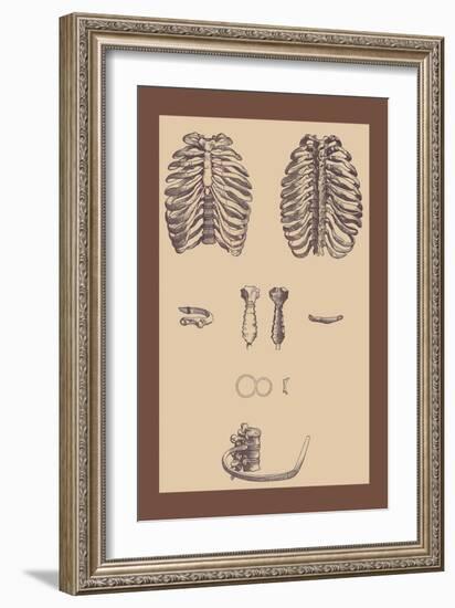 Ribcages-Andreas Vesalius-Framed Art Print