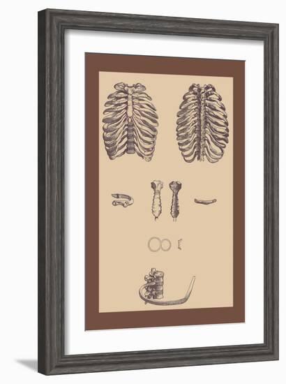 Ribcages-Andreas Vesalius-Framed Art Print