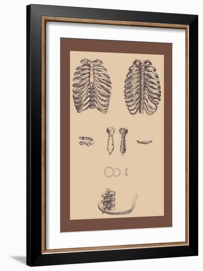 Ribcages-Andreas Vesalius-Framed Art Print