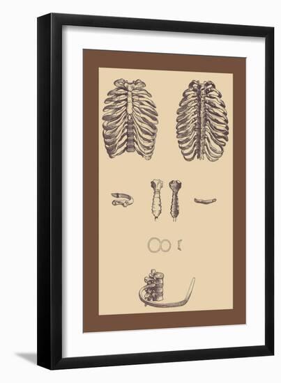 Ribcages-Andreas Vesalius-Framed Art Print