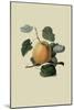 Ribston Pippin or Apple-William Hooker-Mounted Art Print