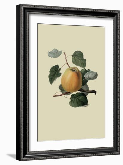 Ribston Pippin or Apple-William Hooker-Framed Art Print