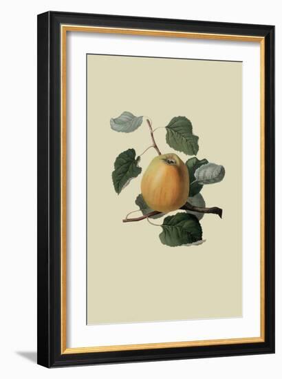 Ribston Pippin or Apple-William Hooker-Framed Art Print