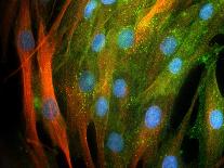 Oligodendrocyte Nerve Cells-Riccardo Cassiani-ingoni-Framed Premium Photographic Print