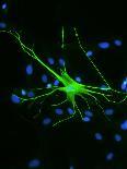 Oligodendrocyte Nerve Cells-Riccardo Cassiani-ingoni-Premium Photographic Print