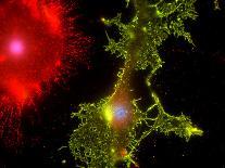 Oligodendrocyte Nerve Cells-Riccardo Cassiani-ingoni-Framed Premium Photographic Print