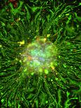 Oligodendrocyte Nerve Cells-Riccardo Cassiani-ingoni-Framed Premier Image Canvas