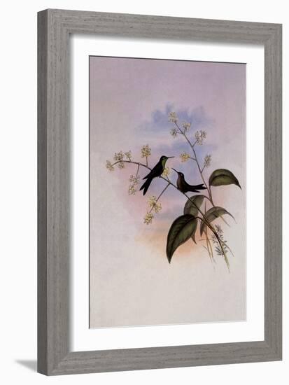 Riccord's Hummingbird, Sporadinus Riccordi-John Gould-Framed Giclee Print