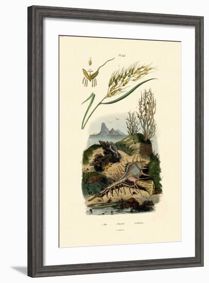 Rice, 1833-39-null-Framed Giclee Print