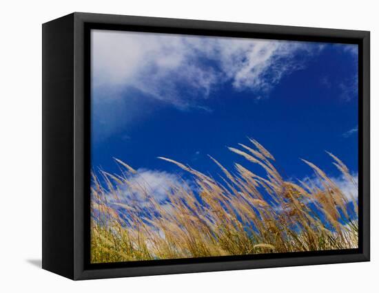 Rice Against Blue Sky in Metshina Village, Wangdi, Bhutan-Keren Su-Framed Premier Image Canvas