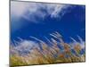 Rice Against Blue Sky in Metshina Village, Wangdi, Bhutan-Keren Su-Mounted Photographic Print