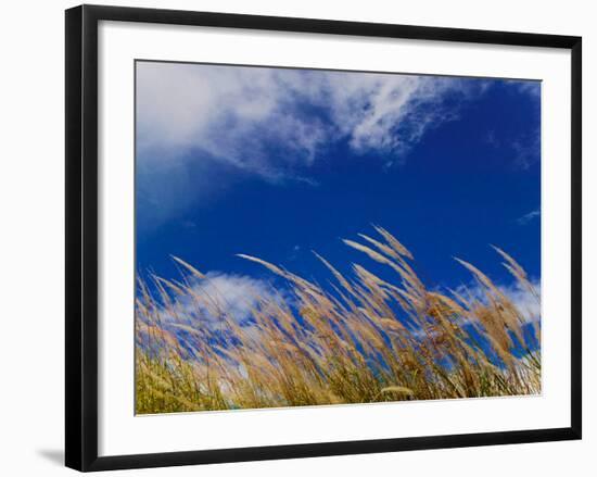 Rice Against Blue Sky in Metshina Village, Wangdi, Bhutan-Keren Su-Framed Photographic Print