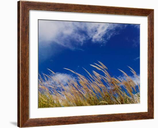 Rice Against Blue Sky in Metshina Village, Wangdi, Bhutan-Keren Su-Framed Photographic Print