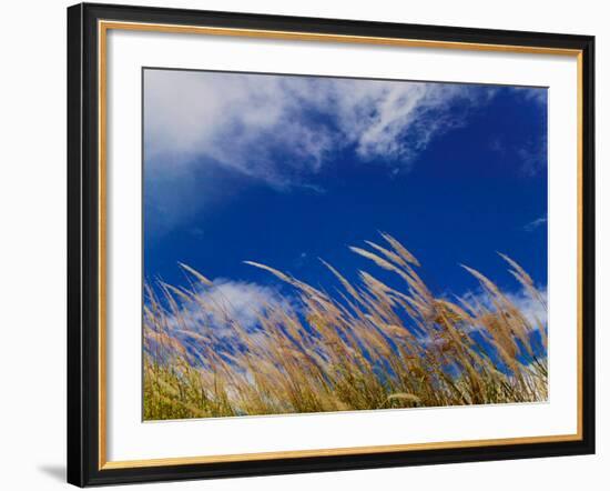 Rice Against Blue Sky in Metshina Village, Wangdi, Bhutan-Keren Su-Framed Photographic Print