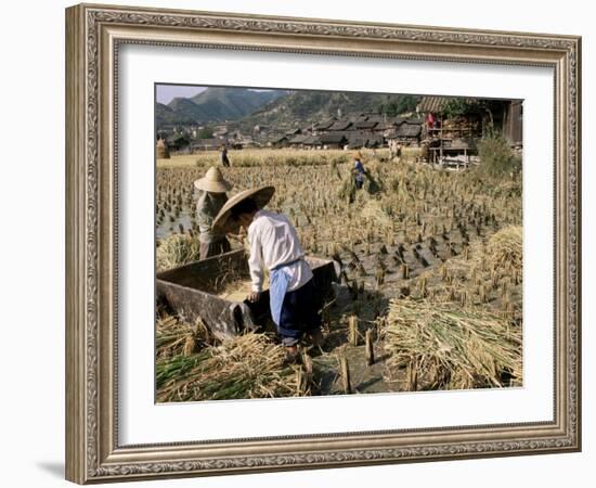 Rice Being Cut and Threshed, Guizhou Province, China-Occidor Ltd-Framed Photographic Print