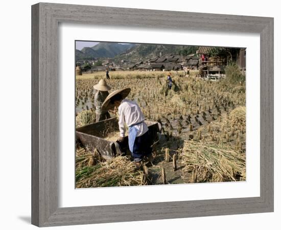 Rice Being Cut and Threshed, Guizhou Province, China-Occidor Ltd-Framed Photographic Print