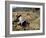 Rice Being Cut and Threshed, Guizhou Province, China-Occidor Ltd-Framed Photographic Print