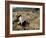 Rice Being Cut and Threshed, Guizhou Province, China-Occidor Ltd-Framed Photographic Print