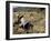 Rice Being Cut and Threshed, Guizhou Province, China-Occidor Ltd-Framed Photographic Print