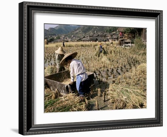 Rice Being Cut and Threshed, Guizhou Province, China-Occidor Ltd-Framed Photographic Print