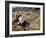 Rice Being Cut and Threshed, Guizhou Province, China-Occidor Ltd-Framed Photographic Print