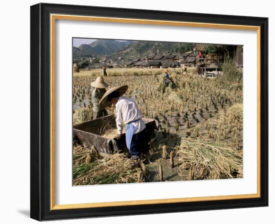 Rice Being Cut and Threshed, Guizhou Province, China-Occidor Ltd-Framed Photographic Print