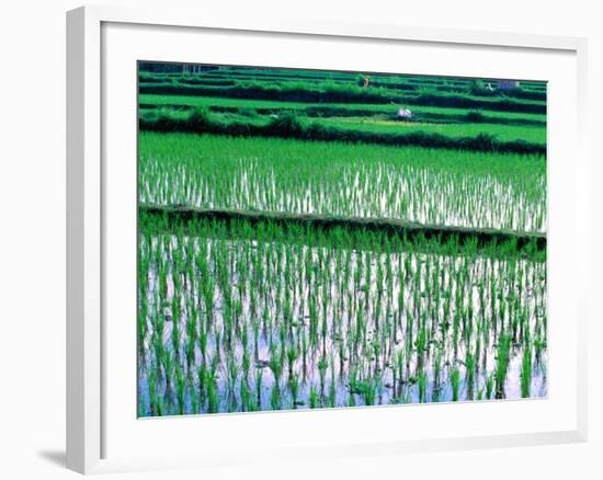 Rice Cultivation, Bali, Indonesia-Jay Sturdevant-Framed Photographic Print