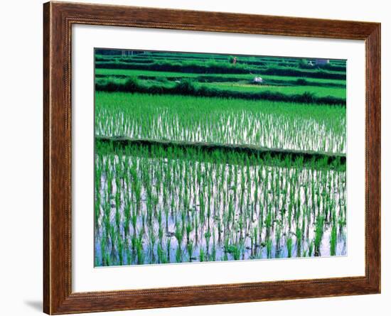 Rice Cultivation, Bali, Indonesia-Jay Sturdevant-Framed Photographic Print