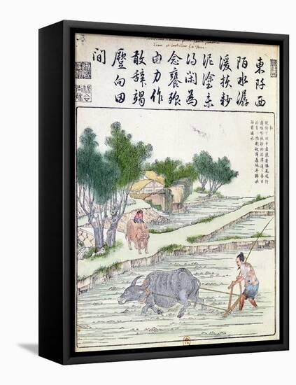 Rice Cultivation in China-null-Framed Premier Image Canvas