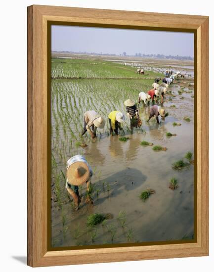 Rice Farmers-Bjorn Svensson-Framed Premier Image Canvas