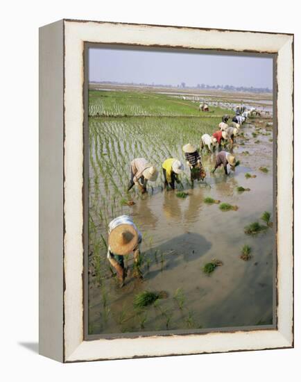 Rice Farmers-Bjorn Svensson-Framed Premier Image Canvas