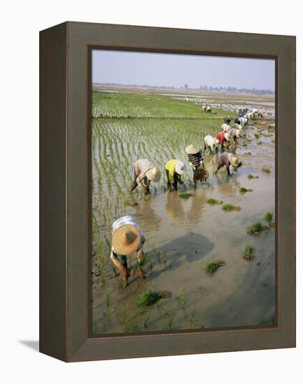 Rice Farmers-Bjorn Svensson-Framed Premier Image Canvas