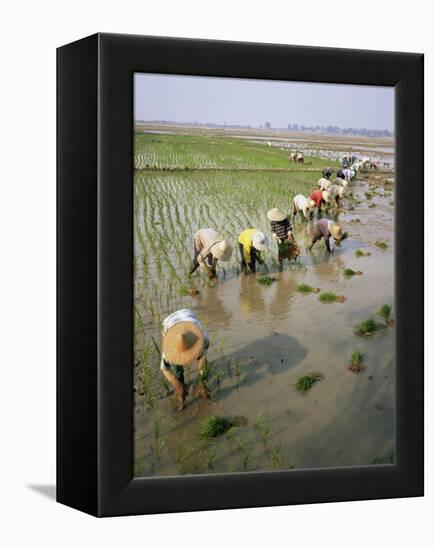 Rice Farmers-Bjorn Svensson-Framed Premier Image Canvas