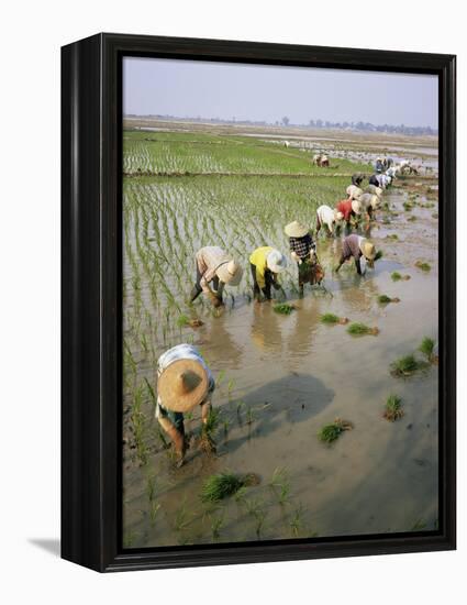 Rice Farmers-Bjorn Svensson-Framed Premier Image Canvas