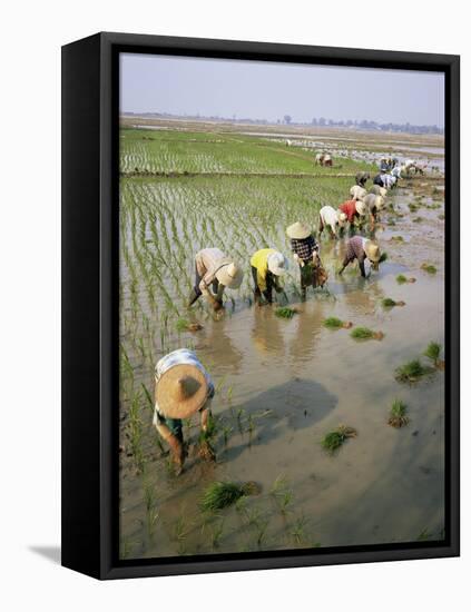 Rice Farmers-Bjorn Svensson-Framed Premier Image Canvas