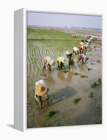 Rice Farmers-Bjorn Svensson-Framed Premier Image Canvas