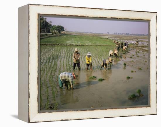 Rice Farmers-Bjorn Svensson-Framed Premier Image Canvas