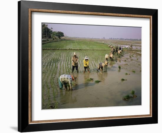 Rice Farmers-Bjorn Svensson-Framed Photographic Print