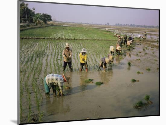 Rice Farmers-Bjorn Svensson-Mounted Photographic Print