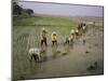 Rice Farmers-Bjorn Svensson-Mounted Photographic Print