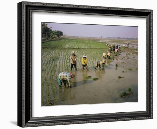 Rice Farmers-Bjorn Svensson-Framed Photographic Print