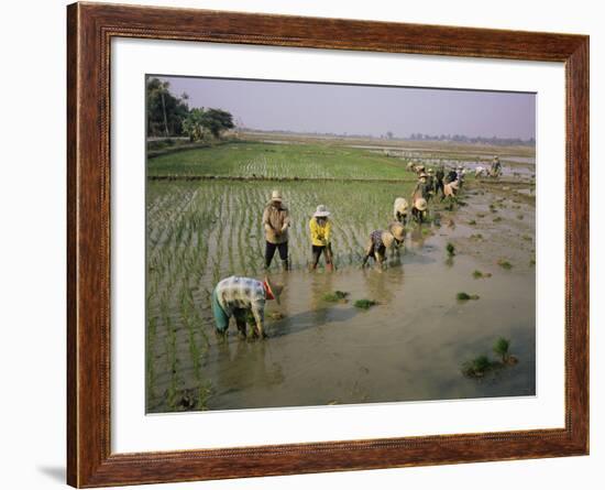 Rice Farmers-Bjorn Svensson-Framed Photographic Print