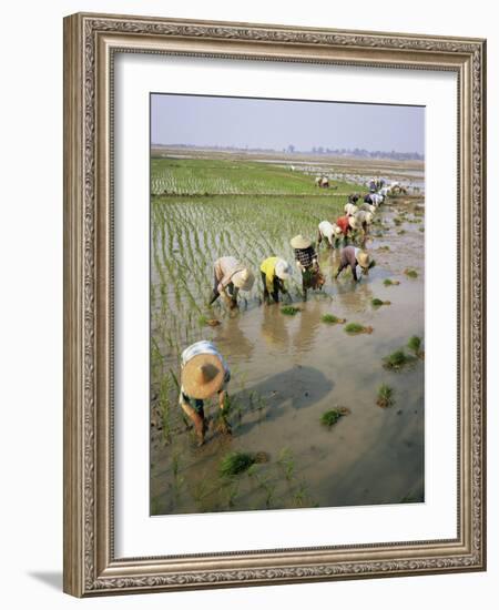 Rice Farmers-Bjorn Svensson-Framed Photographic Print