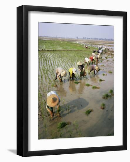 Rice Farmers-Bjorn Svensson-Framed Photographic Print