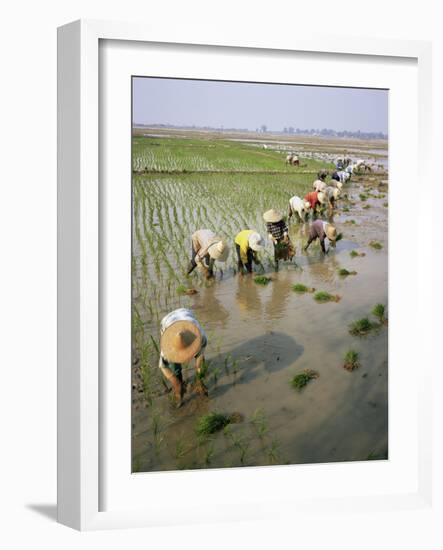 Rice Farmers-Bjorn Svensson-Framed Photographic Print