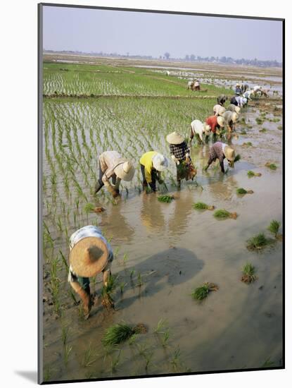 Rice Farmers-Bjorn Svensson-Mounted Photographic Print