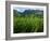 Rice Field Near Sapa, Sapa, Vietnam, Indochina, Southeast Asia, Asia-Godong-Framed Photographic Print