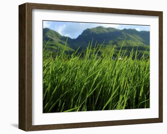 Rice Field Near Sapa, Sapa, Vietnam, Indochina, Southeast Asia, Asia-Godong-Framed Photographic Print