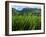 Rice Field Near Sapa, Sapa, Vietnam, Indochina, Southeast Asia, Asia-Godong-Framed Photographic Print